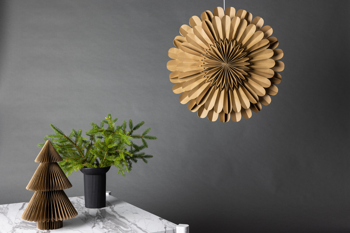 Étoile de l'Avent 'Mora' - Marron