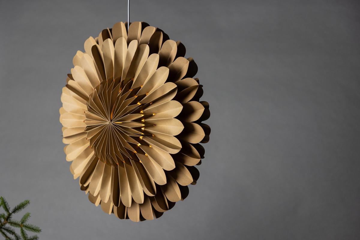 Étoile de l'Avent 'Mora' - Marron